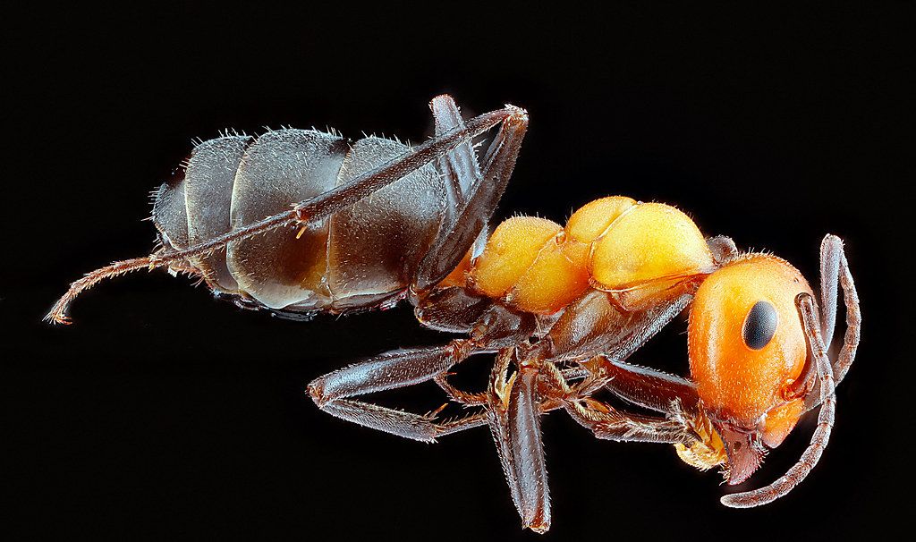 Ant Control service in Richland, WA
