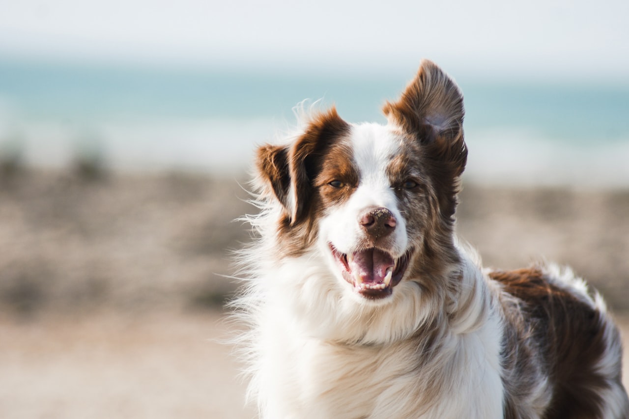 Flea & Tick Control service in Richland, WA