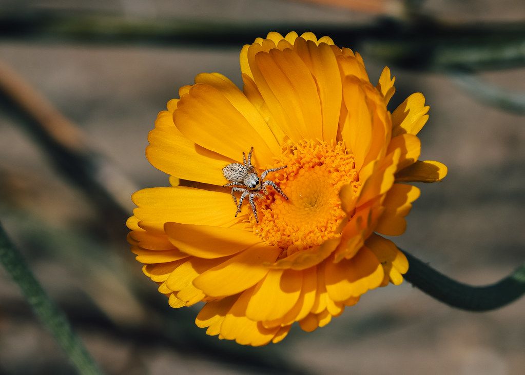 Spider Control service in Richland, WA